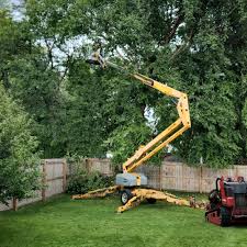 Best Tree Mulching  in Mount Vernon, VA