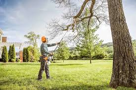 Best Hazardous Tree Removal  in Mount Vernon, VA