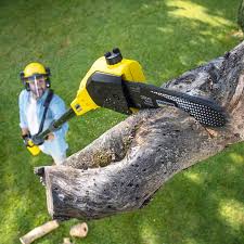 Best Tree and Shrub Care  in Mount Vernon, VA