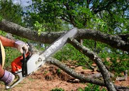 Best Weed Control  in Mount Vernon, VA