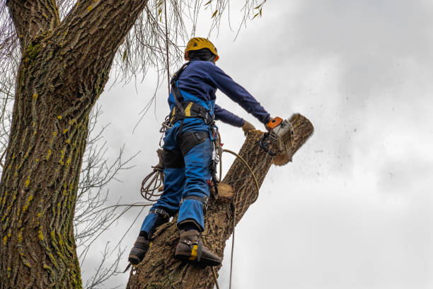 Best Root Management and Removal  in Mount Vernon, VA