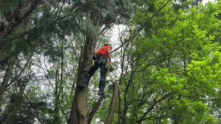 Best Tree Health Inspection  in Mount Vernon, VA